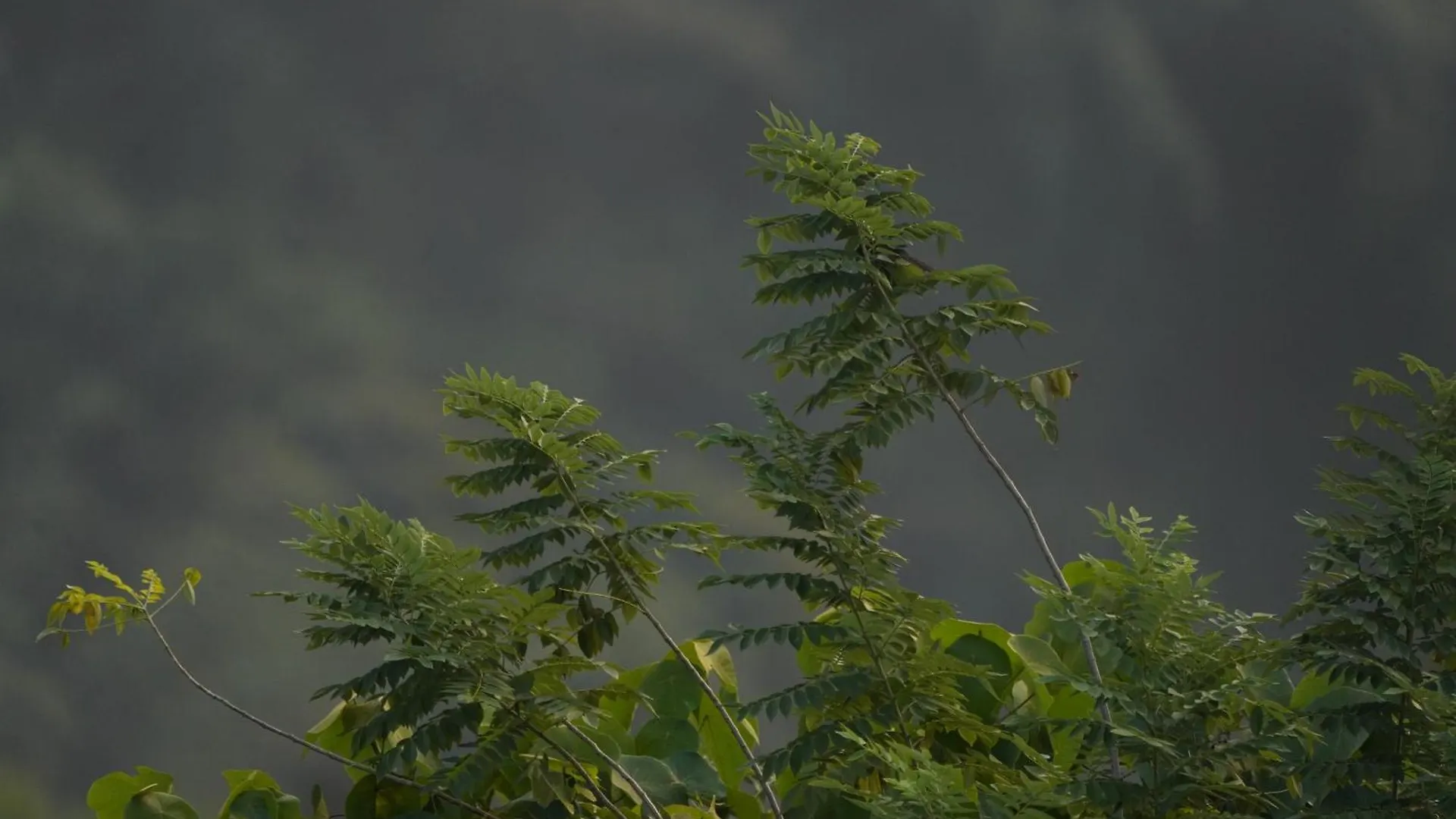 Mount Stratus Resort Vayalada Balussery